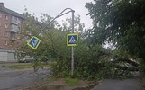 Ярославцев просят не укрываться под деревьями в пятничный шторм