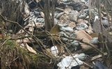 Ярославские зоозащитники сообщили о массовом захоронении животных