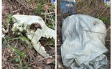 Ярославский губернатор обещает наказание за массовый могильник собак