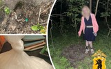 В Ярославле нашли закладки в Петропавловском парке и Яковлевском бору
