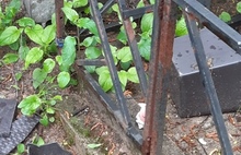 «Шалаш из венков»: ярославцы требуют выгнать наркоманов и бомжей с Леонтьевского кладбища