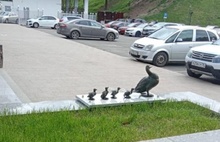 В Ярославле появилась скульптура утки с утятами