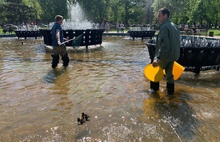 В Ярославле сотрудники природоохранного департамента спасли утят из фонтана