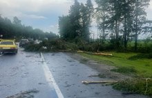 Деревья ломались как спички: под Ярославлем после урагана завалило трассу на Кострому