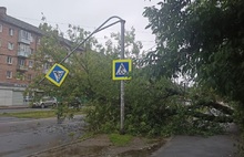 В Ярославле во время непогоды падали деревья