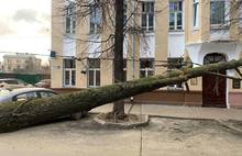 Упавшее дерево перекрыло улицу Флотская в Ярославле