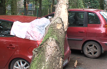 В Ярославле от сильного ветра деревья падали прямо на машины