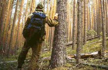 В Ярославской области найден столичный пенсионер, заблудившийся в лесу