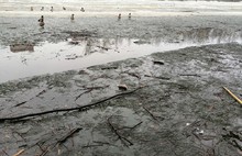В Ярославле пруд в парке Нефтяник «радует» мертвыми утками и погибшей рыбой  