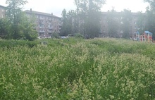 «Это позорище»: в мэрии Ярославля рассказали о покосах травы в городе