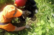 В Ярославле спасатели достали из колодца собаку