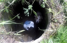 В Ярославле спасатели достали из колодца собаку