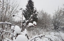 В Рыбинске разгорелся скандал вокруг новогодней елки