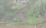 Хозяина напавших на ярославцев собак могут оштрафовать