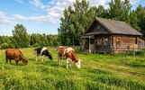 Жители ярославского села требуют наказать соседа за самовыгул коров