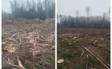 С ярославских лесорубов взыскали деньги за ущерб, нанесенный медведям